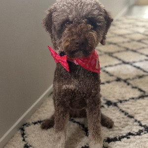 Alessi Theservicedog